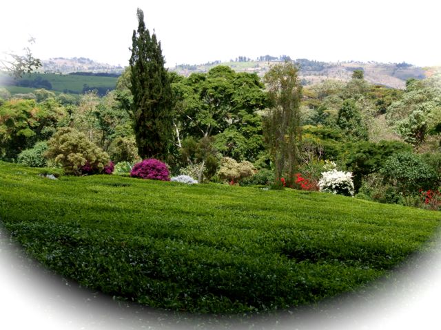 Beautiful Tea fields Beautiful Tea fields